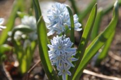 Pushkinia - plantering och vård i det öppna fältet. Odling av Pushkinia, reproduktionsmetoder. Beskrivning, typer. Ett foto