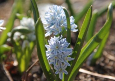 Pushkinia - plantering och vård i det öppna fältet. Odling av Pushkinia, reproduktionsmetoder. Beskrivning, typer. Ett foto