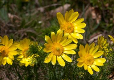 Adonis: plantering och vård i det öppna fältet, växer från frön