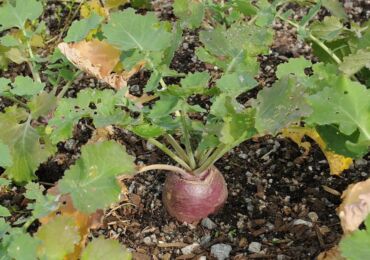 Rutabaga: plantering och vård i det öppna fältet, växer från frön