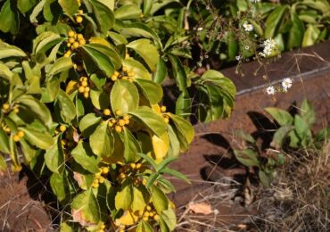 Trådtång: plantering och vård i det öppna fältet, växer från frön