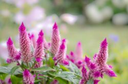 Celosia - penanaman dan penjagaan di ladang terbuka. Tumbuh selosis dari biji. Penerangan, jenis dengan foto