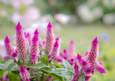 Celosia - plantering och vård i det öppna fältet. Växande cellos från frön. Beskrivning, typer med foton