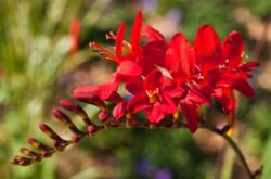 Crocosmia (montbrecia) - plantering och vård i det öppna fältet. Växande krokosmia från frön. Beskrivning, typer med foton