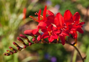 Crocosmia (montbrecia) - plantering och vård i det öppna fältet. Växande krokosmia från frön. Beskrivning, typer med foton