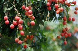 Lychee: tumbuh dari batu di rumah