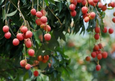 Lychee: växer från en sten hemma