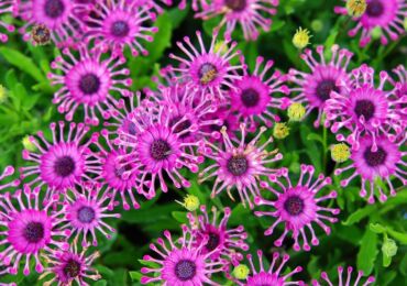 Osteospermum: menanam dan merawat di ladang terbuka, tumbuh dari biji