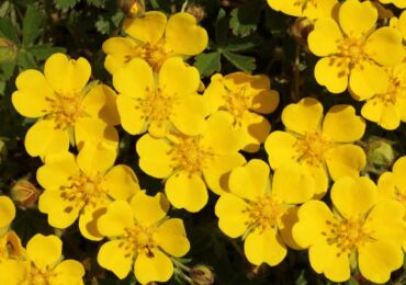 Cinquefoil: plantering och vård i det öppna fältet, växer från frön