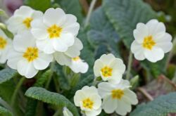 Primrose kebun: menanam dan merawat di ladang terbuka, tumbuh dari biji