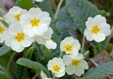 Primrose kebun: menanam dan merawat di ladang terbuka, tumbuh dari biji