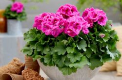 Pelargonium royal: penjagaan rumah, pemindahan dan pembiakan