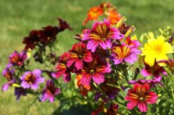 Salpiglossis: plantering och vård i det öppna fältet, växer från frön