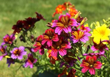 Salpiglossis: menanam dan merawat di ladang terbuka, tumbuh dari biji