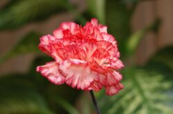 Carnation Shabo - menanam dan merawat di ladang terbuka. Menumbuhkan anyaman Shabo dari biji. Penerangan, jenis dengan foto