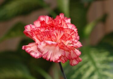 Carnation Shabo - menanam dan merawat di ladang terbuka. Menumbuhkan anyaman Shabo dari biji. Penerangan, jenis dengan foto