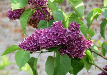 Lilac: menanam dan merawat di ladang terbuka, tumbuh di kebun