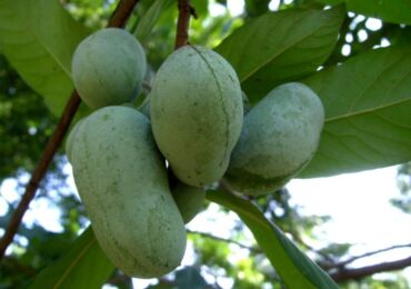 Azimina: menanam dan merawat di ladang terbuka, tumbuh di kebun