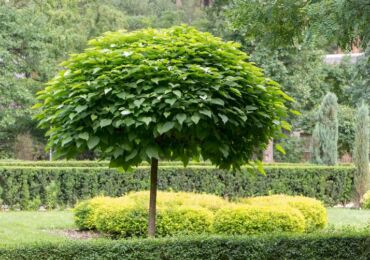 Catalpa: plantering och vård i det öppna fältet, växer i trädgården