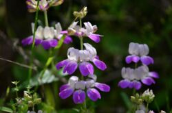 Collinsia: plantering och vård i det öppna fältet, växer från frön