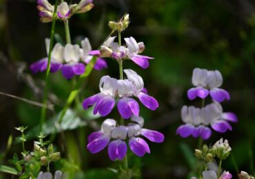 Collinsia: plantering och vård i det öppna fältet, växer från frön