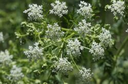 Herba hemlock: tumbuh dari biji, sifat perubatan dan kontraindikasi