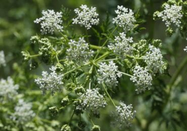 Herba hemlock: tumbuh dari biji, sifat perubatan dan kontraindikasi