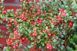 Cotoneaster: plantering och vård i det öppna fältet, växer i trädgården