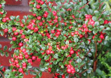 Cotoneaster: plantering och vård i det öppna fältet, växer i trädgården