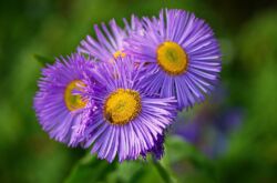 Erigeron (kecil-kelopak): menanam dan merawat di ladang terbuka, foto dan pemandangan