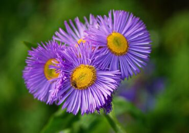 Erigeron (liten kronblad): plantering och vård i det öppna fältet, foton och vyer