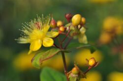 St John's wort: penanaman dan penjagaan di ladang terbuka, sifat perubatan dan kontraindikasi