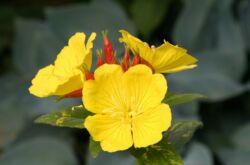 Primrose petang (primrose): menanam dan merawat di ladang terbuka, tumbuh dari biji