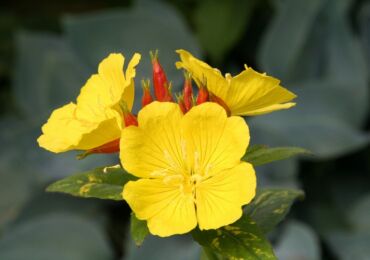 Primrose petang (primrose): menanam dan merawat di ladang terbuka, tumbuh dari biji