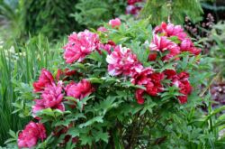 Pohon peonies: menanam dan merawat di ladang terbuka, tumbuh di kebun