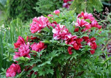 Peonies pokok: menanam dan merawat di ladang terbuka, tumbuh di kebun