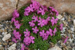 Saponaria (saponaria): plantering och vård i det öppna fältet, växer från frön