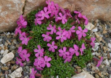 Saponaria (saponaria): plantering och vård i det öppna fältet, växer från frön