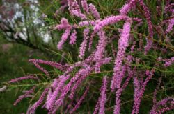 Tamarix: plantering och vård i det öppna fältet, odling, foton och arter