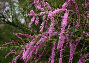 Tamarix: plantering och vård i det öppna fältet, odling, foton och arter