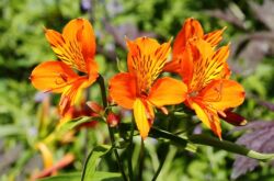 Alstroemeria: plantering och vård i det öppna fältet, växer från frön, foton och arter