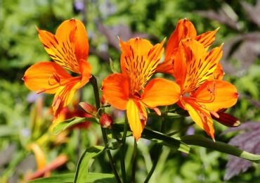 Alstroemeria: menanam dan merawat di ladang terbuka, tumbuh dari biji, foto dan spesies