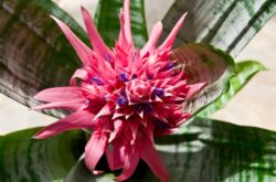 Bromeliad: hemvård, transplantation och reproduktion