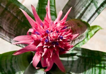 Bromeliad: hemvård, transplantation och reproduktion