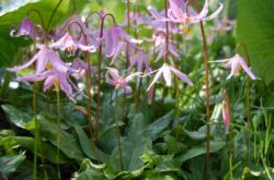 Kandyk (erythronium): plantering och vård i det öppna fältet, odling, foton och arter