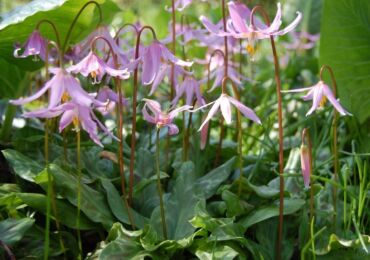 Kandyk (erythronium): plantering och vård i det öppna fältet, odling, foton och arter