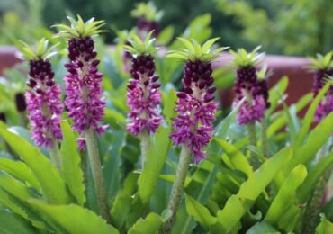 Eukomis: menanam dan merawat di ladang terbuka, penanaman, foto dan spesies