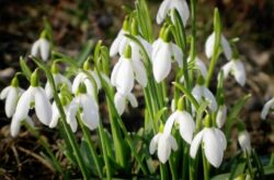 Snödroppe: plantering och vård i det öppna fältet, odling, foton och arter