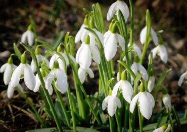 Snödroppe: plantering och vård i det öppna fältet, odling, foton och arter