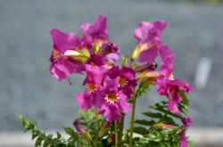 Incarvillea: penanaman dan perawatan di ladang terbuka, penanaman, foto dan spesies